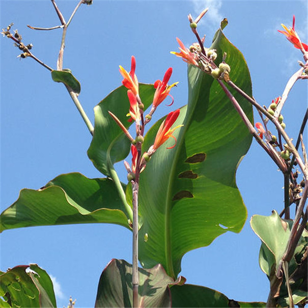 芭蕉芋淀粉加工設備--芭蕉芋