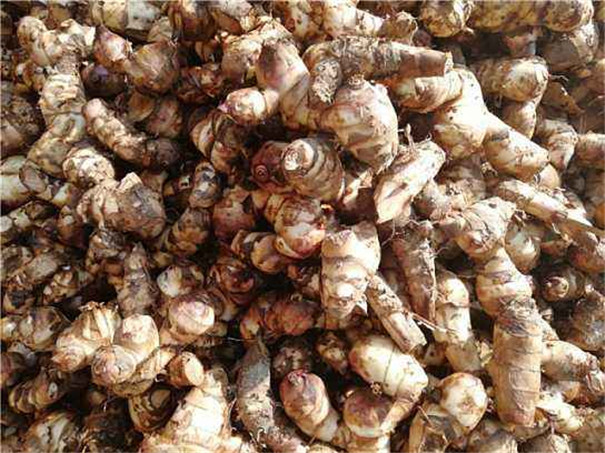 芭蕉芋淀粉設備價格