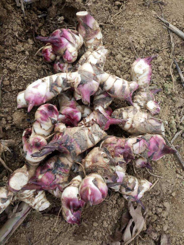 芭蕉芋淀粉加工原料