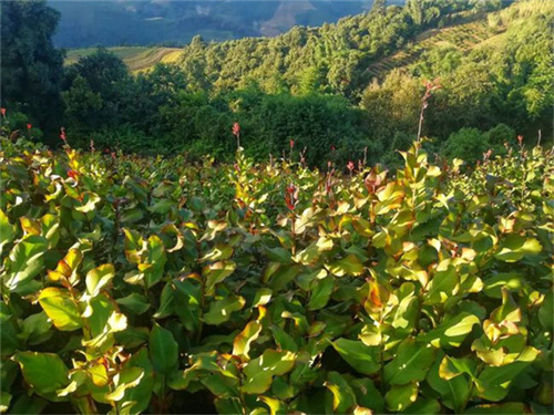 提高芭蕉芋塊根淀粉含量的關(guān)鍵周期！9-12月正當(dāng)時，不要錯過好時候