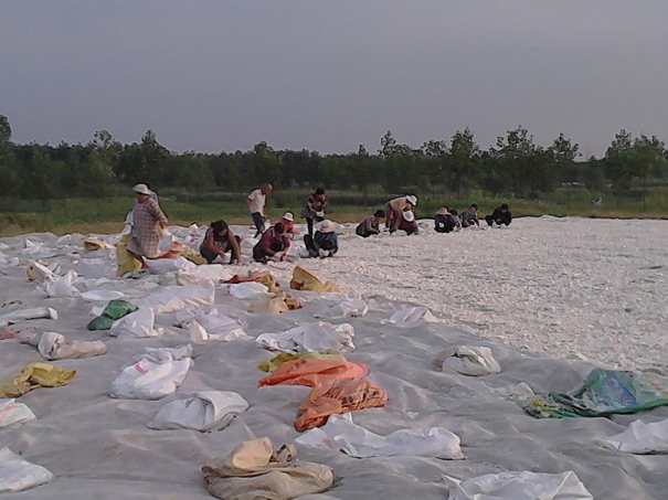 芭蕉芋淀粉干燥方式-露天