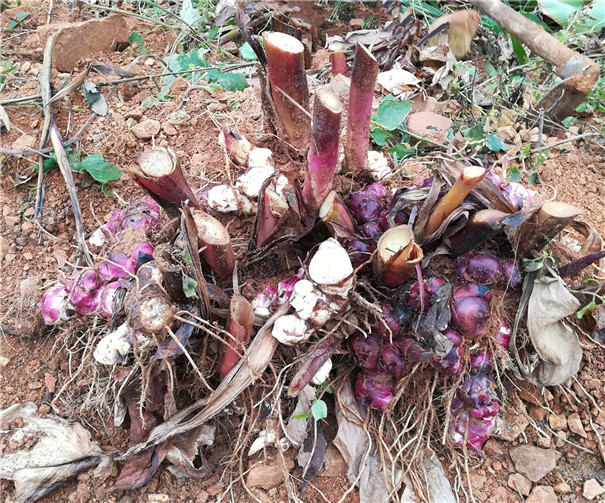 芭蕉芋淀粉加工--新鮮原料